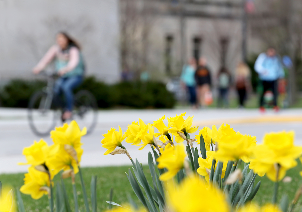 Student riding a bike in front of daffodils at Iowa State University in the spring of 2017.